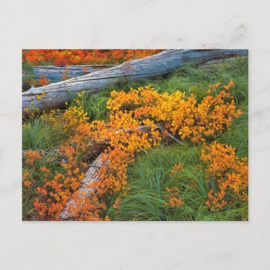 VS, Oregon, Willamette National Forest Briefkaart (Voorkant)