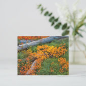 VS, Oregon, Willamette National Forest Briefkaart (Staand voorkant)