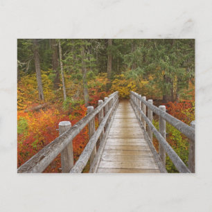 VS, Oregon, Willamette National Forest. Briefkaart
