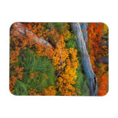 VS, Oregon, Willamette National Forest Magneet (Horizontaal)