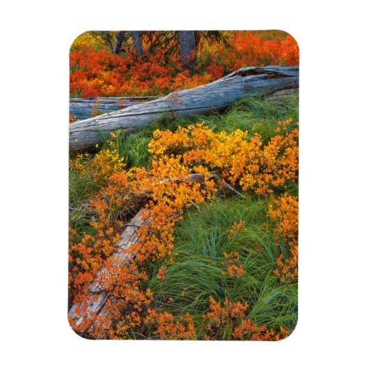 VS, Oregon, Willamette National Forest Magneet (Verticaal)
