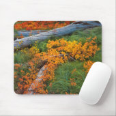 VS, Oregon, Willamette National Forest Muismat (Met muis)