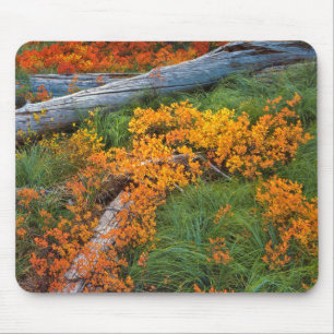VS, Oregon, Willamette National Forest Muismat