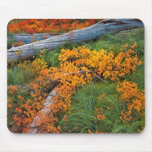 VS, Oregon, Willamette National Forest Muismat (Voorkant)