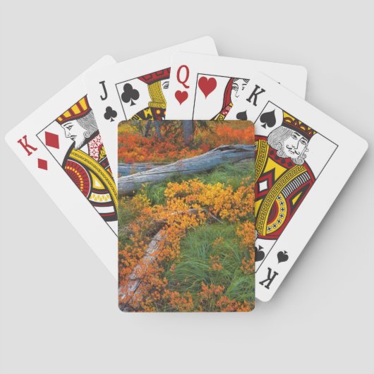 VS, Oregon, Willamette National Forest Pokerkaarten (Achterkant)