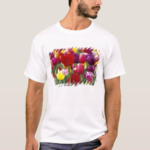 VS, Oregon, Willamette-vallei. Mooi T-shirt