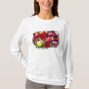 VS, Oregon, Willamette-vallei. Mooi T-shirt
