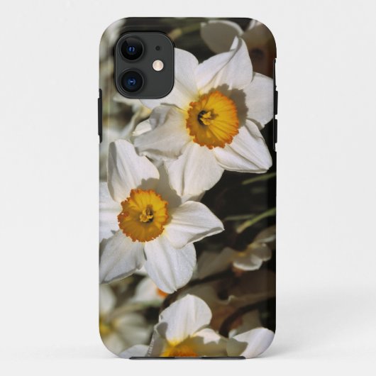 VS, Oregon, Willamette-vallei. Narcissen Case-Mate iPhone Case (Achterkant)
