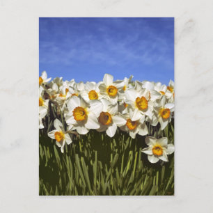 VS, Oregon, Willamette-vallei. Narcissen groeien Briefkaart