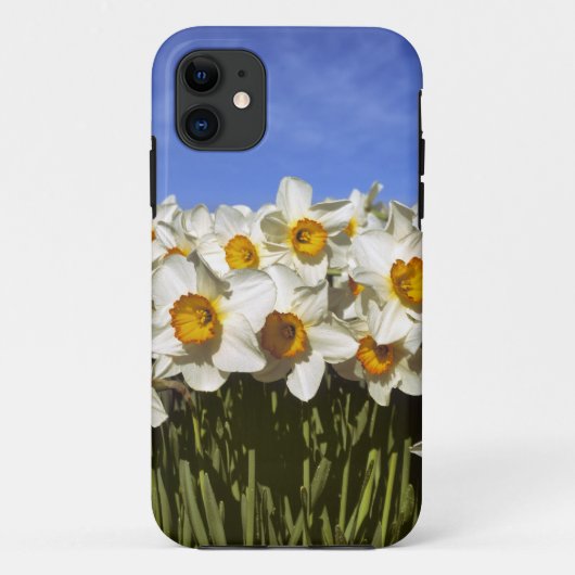 VS, Oregon, Willamette-vallei. Narcissen groeien Case-Mate iPhone Case (Achterkant)