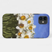 VS, Oregon, Willamette-vallei. Narcissen groeien Case-Mate iPhone Case (Achterkant (horizontaal))