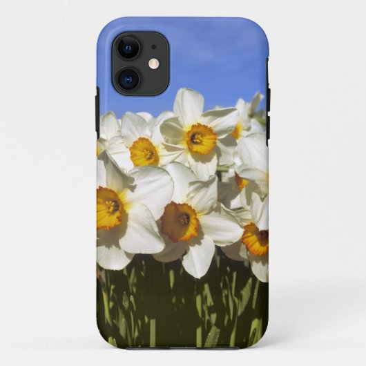 VS, Oregon, Willamette-vallei. Narcissen groeien Case-Mate iPhone Case (Achterkant)