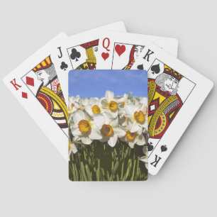 VS, Oregon, Willamette-vallei. Narcissen groeien Pokerkaarten