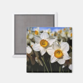 VS, Oregon, Willamette-vallei. Narcissen Magneet (Voorkant / Achterkant)