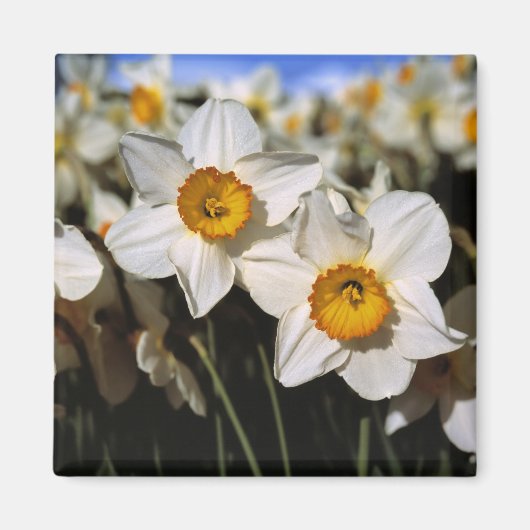 VS, Oregon, Willamette-vallei. Narcissen Magneet (Voorkant)