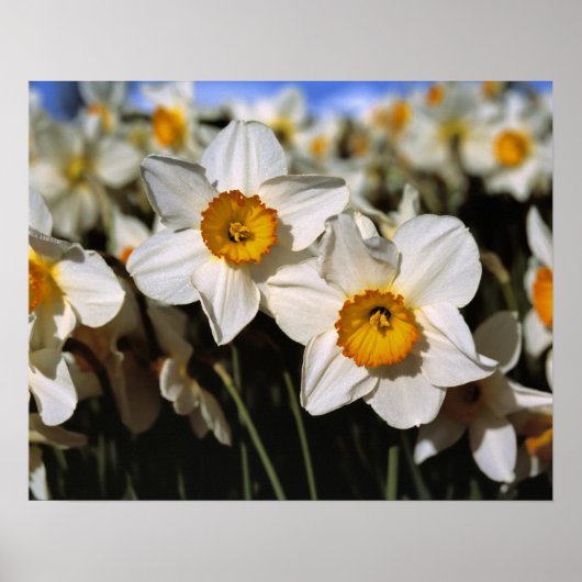 VS, Oregon, Willamette-vallei. Narcissen Poster (Voorkant)