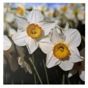 VS, Oregon, Willamette-vallei. Narcissen Tegeltje