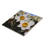VS, Oregon, Willamette-vallei. Narcissen Tegeltje (Zijkant)