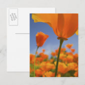 VS, Oregon, Willamette Valley, Close-up van Briefkaart (Voorkant / Achterkant)