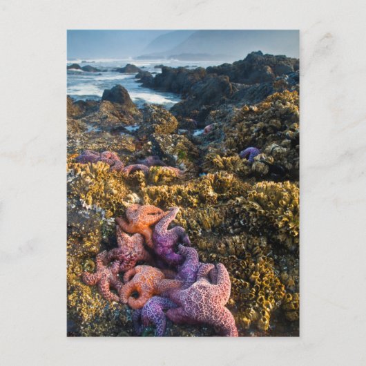 VS, Oregon. Zeesterren Briefkaart (Voorkant)