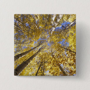 VS, Pacific Northwest. Aspen bomen in het najaar Vierkante Button 5,1 Cm