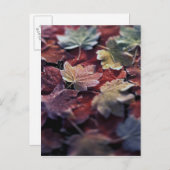 VS, Pacific Northwest. Japanse mapel leaves Briefkaart (Voorkant / Achterkant)