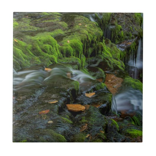 VS, Pennsylvania, Benton, Ricketts Glen State Tegeltje (Voorkant)