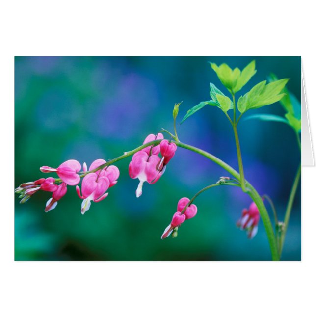 VS, Pennsylvania. Bloedende hart bloemen (Voorkant Horizontaal)