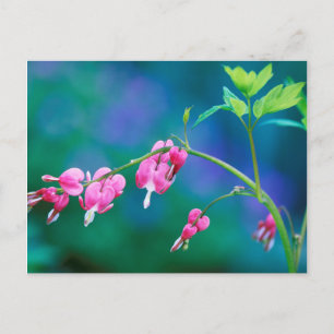 VS, Pennsylvania. Bloedende hart bloemen Briefkaart