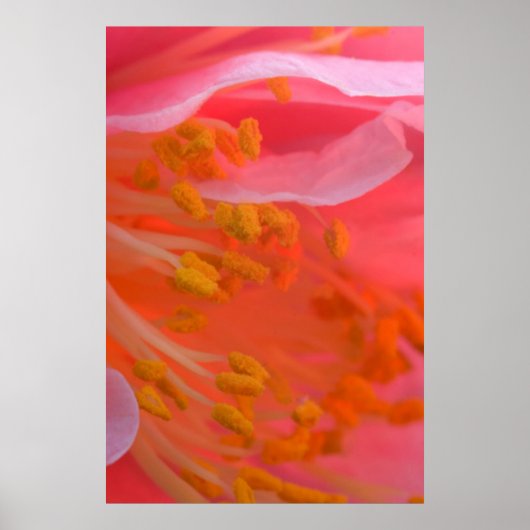 VS, Pennsylvania. Camellia bloem close-up Poster (Voorkant)