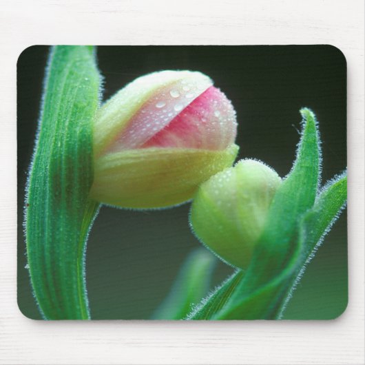 VS, Pennsylvania. Close-up van bloemknop Muismat (Voorkant)