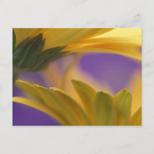 VS, Pennsylvania. Gele Gerbera-madeliefjes, close- Briefkaart
