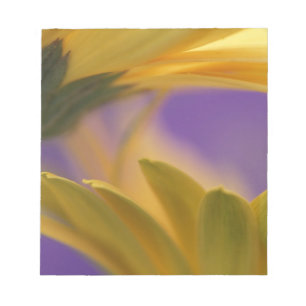 VS, Pennsylvania. Gele Gerbera-madeliefjes, close- Notitieblok