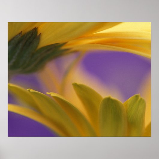 VS, Pennsylvania. Gele Gerbera-madeliefjes, close- Poster (Voorkant)