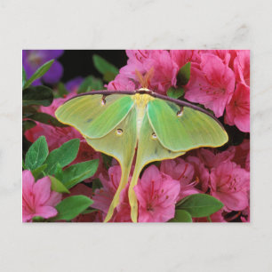 VS, Pennsylvania. Luna-mot op roze clematis Briefkaart