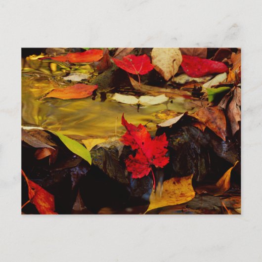 VS, Pennsylvania, Pocono Mountains 1 Briefkaart (Voorkant)