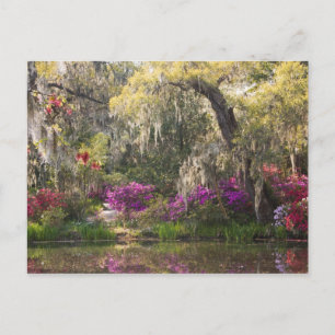 VS, South Carolina, Charleston. Cipresbomen 2 Briefkaart