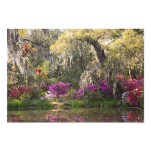 VS, South Carolina, Charleston. Cipresbomen 2 Foto Afdruk