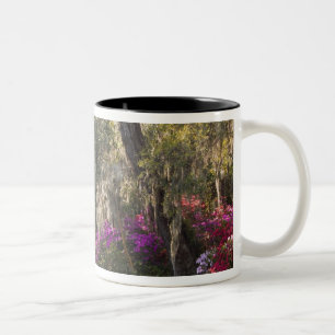 VS, South Carolina, Charleston. Cipresbomen 2 Tweekleurige Koffiemok