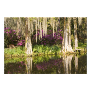 VS, South Carolina, Charleston. Cipresbomen Foto Afdruk