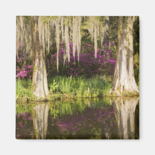 VS, South Carolina, Charleston. Cipresbomen Magneet
