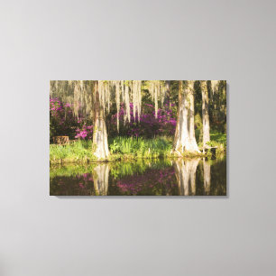 VS, South Carolina, Charleston. Cipressen Canvas Afdruk