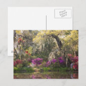 VS, South Carolina, Charleston. Cypress Trees 2 Briefkaart (Voorkant / Achterkant)
