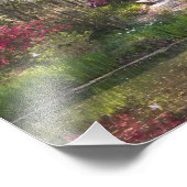 VS, South Carolina, Charleston. Cypress Trees 2 Foto Afdruk (Hoek)