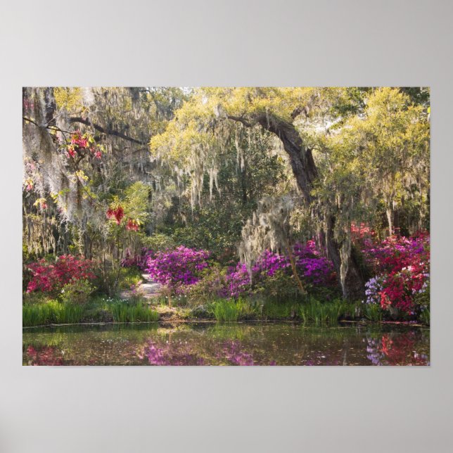VS, South Carolina, Charleston. Cypress Trees 2 Poster (Voorkant)