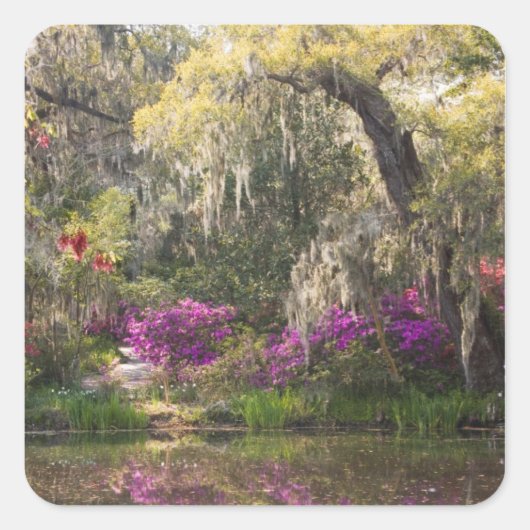 VS, South Carolina, Charleston. Cypress Trees 2 Vierkante Sticker (Voorkant)