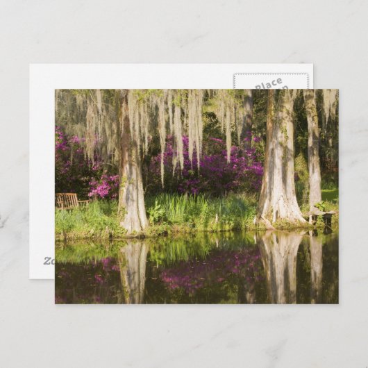 VS, South Carolina, Charleston. Cypress Trees Briefkaart (Voorkant / Achterkant)