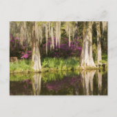 VS, South Carolina, Charleston. Cypress Trees Briefkaart (Voorkant)