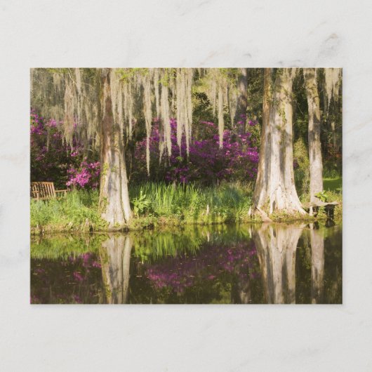 VS, South Carolina, Charleston. Cypress Trees Briefkaart (Voorkant)