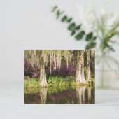 VS, South Carolina, Charleston. Cypress Trees Briefkaart (Staand voorkant)